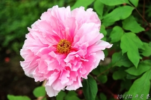 20120318~杉林溪 牡丹花季&nbsp;&nbsp;^&nbsp;&nbsp;^