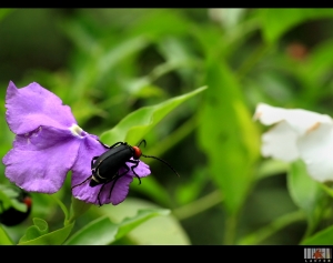 偷得浮生半日閒