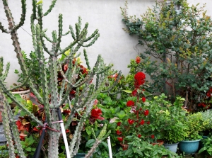 大甲隨拍 _peterp.