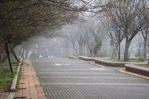 新百微拍景~有霧的都會公園...NO1