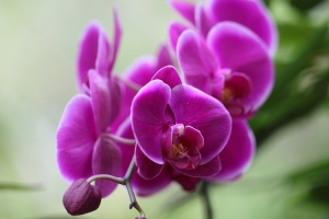 春天的花分外嬌艷~