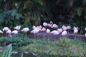 [schyi] 大年初一  全家出遊去木柵動物園走春