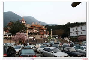 湊熱鬧.....天元宮櫻花 .....拙作...請指教..