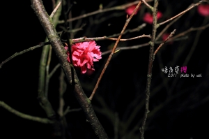暗夜尋櫻