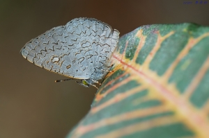 【翼的紋理】三角構圖