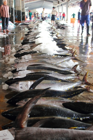 2010台東成功旗魚季~