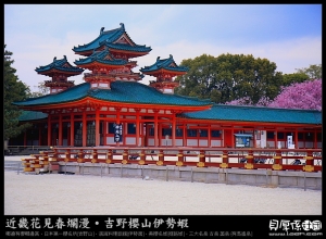 京都賞櫻【日本四大名櫻之一‧支垂櫻】上