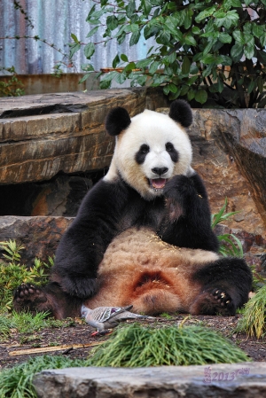 動物園半日遊 --- Howado