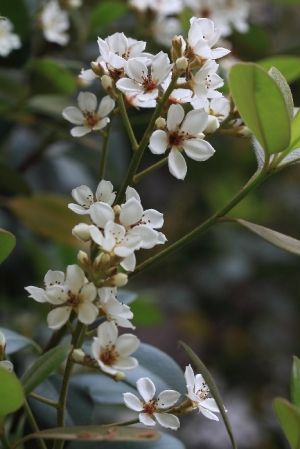 巴西鳶尾、革葉石斑木