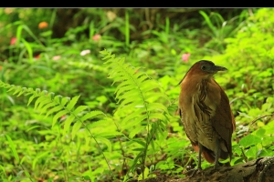 生平第一次看到野生鳥><