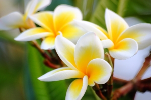 緬梔花