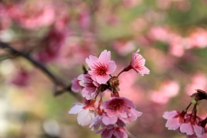 花園新城 櫻花