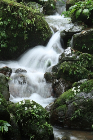 雨後油桐花