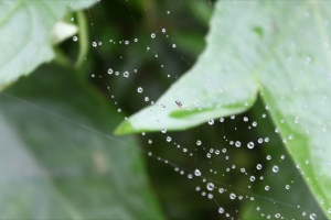 蜘蛛+網+小蟲子