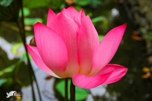 不免俗的拍一下荷花!!!