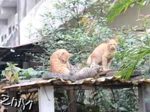 一家子喵與貪食貝