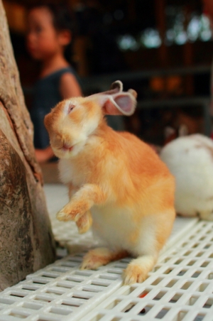 我被兔子瞪~~~一張流