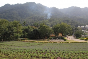 大溪花海農場,大溪老街