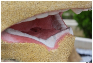 ●●●佛光山 ●●●By雙胞胎弟弟