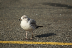 胖白70-300mm L第二次出勤打鳥(海鷗篇)