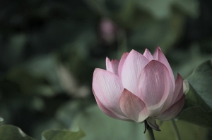 套用日式風格(荷花)