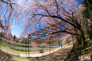 日本花見行【垂櫻。倒影。櫻絕景】就是美到不想走了!!!