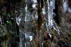 鹿林山、塔塔加、東埔〔一〕—登鹿林山