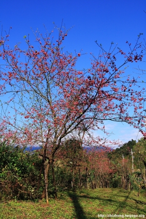 宜蘭台七丙線櫻花