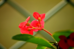 台中市~55~250mm......圍牆用花..麒麟