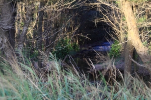 台南曾文溪出海口.真美