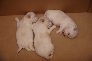 我們家的三隻小狗狗