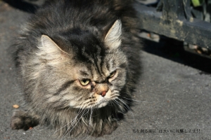 ★漢を流浪するのもとても美しいです★