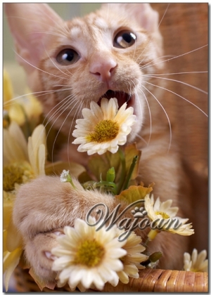 上電視~12/8(二) 公視下課花路米－浪貓寫真