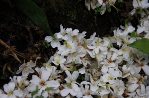 承天寺油桐花