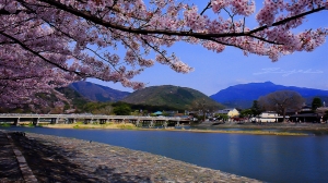 【西日本櫻花】詩‧精選-儘管...幸福如此短暫...