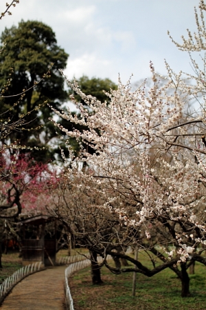 7D在京都北野天滿宮賞梅花-下