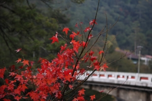 20081212-武陵楓情畫