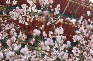 粉紅暴力 - 天元宮吉野櫻 *爭艷*