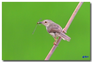 田野間常見的鳥兒~褐頭鷦鶯