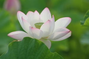 觀音蓮花季+永安漁港半日遊