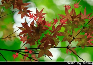 一直都被貼的 "台北奧萬大楓紅"