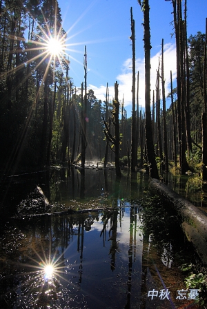 中秋 @忘憂森林