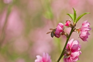 蜜蜂採蜜 飛行連續動作