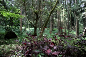 清涼消暑溪頭行