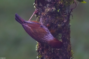 濃霧中的紋翼畫眉