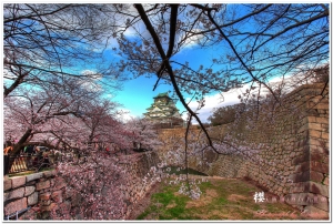 櫻の大阪 - 一張流