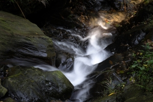 參天。古松 - 雜工