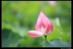 拍荷花
