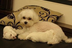 牠們已經三週大了