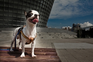 我的黑白吉娃娃